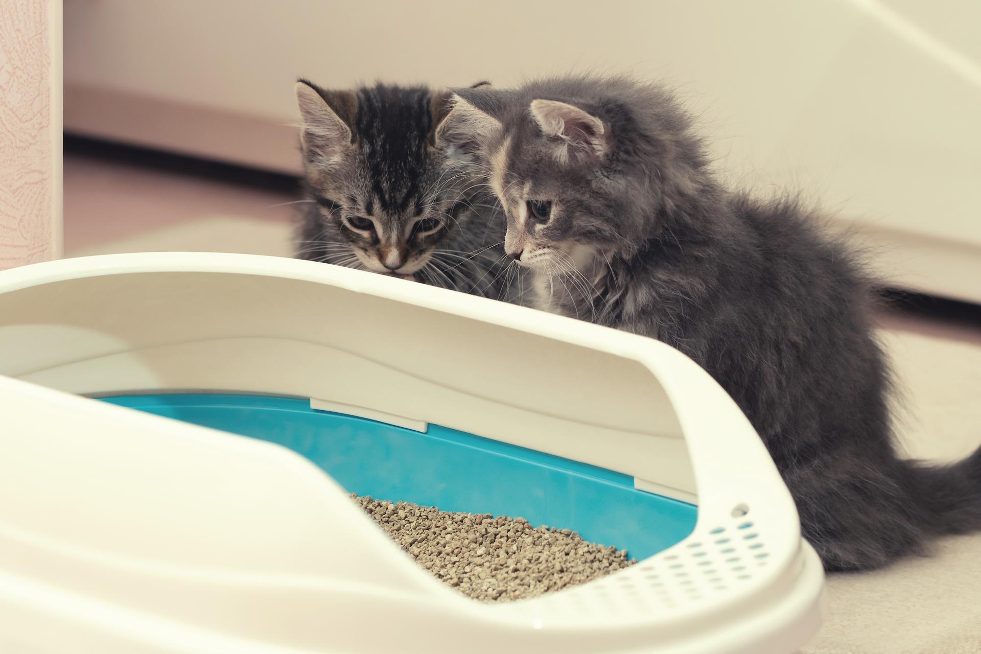 Kitten Eating Litter Shop Discount Save 62 Jlcatj gob mx